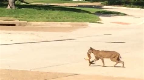 bobcat fort worth tx